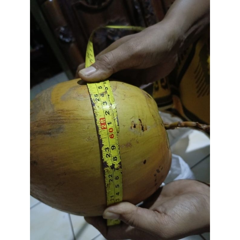 

kelapa kopyor