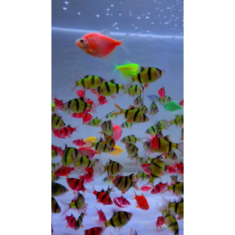 Sumatra Glowfish Merah dan Hijau