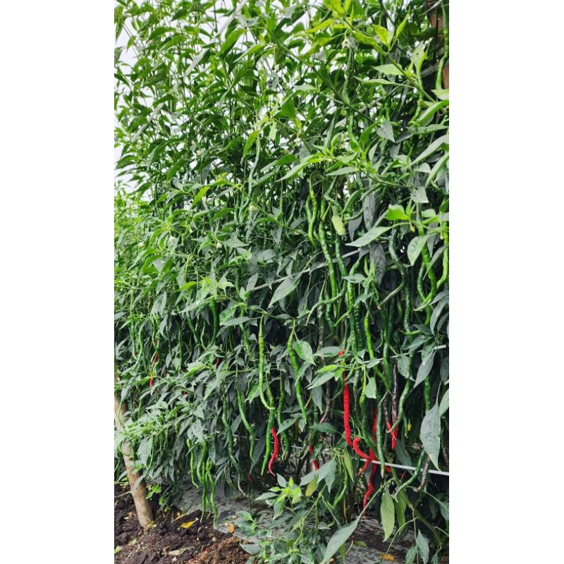 Cmk lokal Super Tinggi 2M,5000 biji
