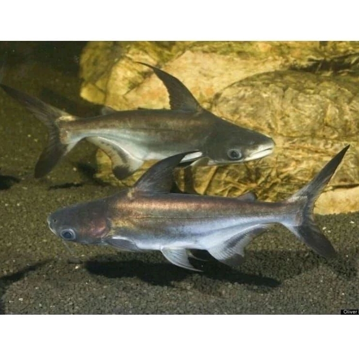 Ikan Genghis Khan hiu air tawar size L