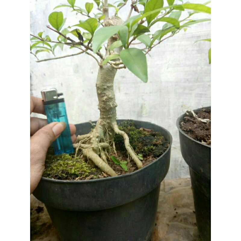 bahan bonsai small anting putri