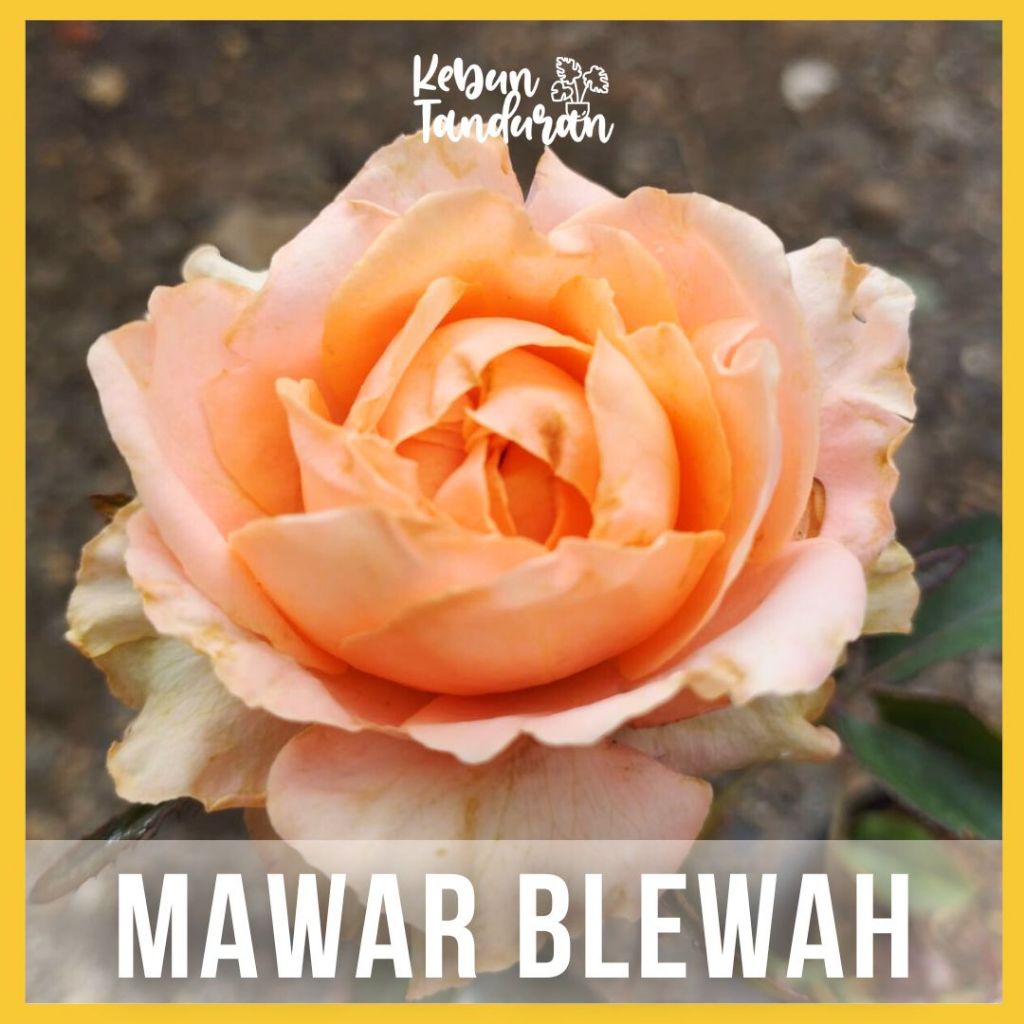 Bibit Tanaman Hias Outdoor Mawar Blewah / Bunga Mawar Warna Blewah