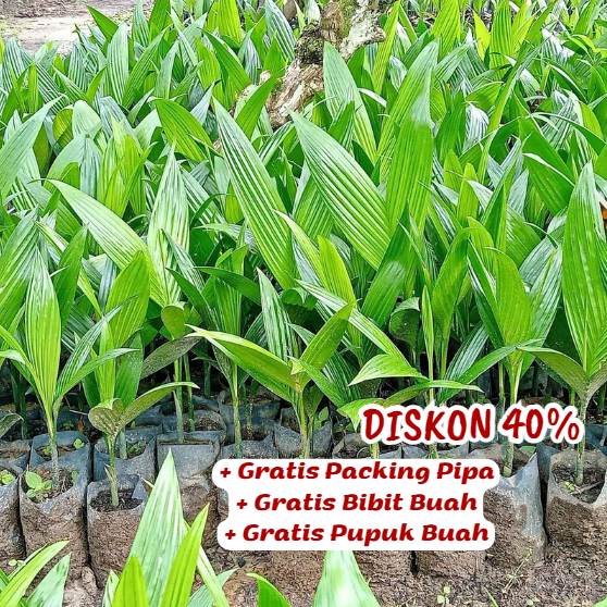 Bibit / Pohon Pinang Betara Super Unggulan Cepat Berbuah