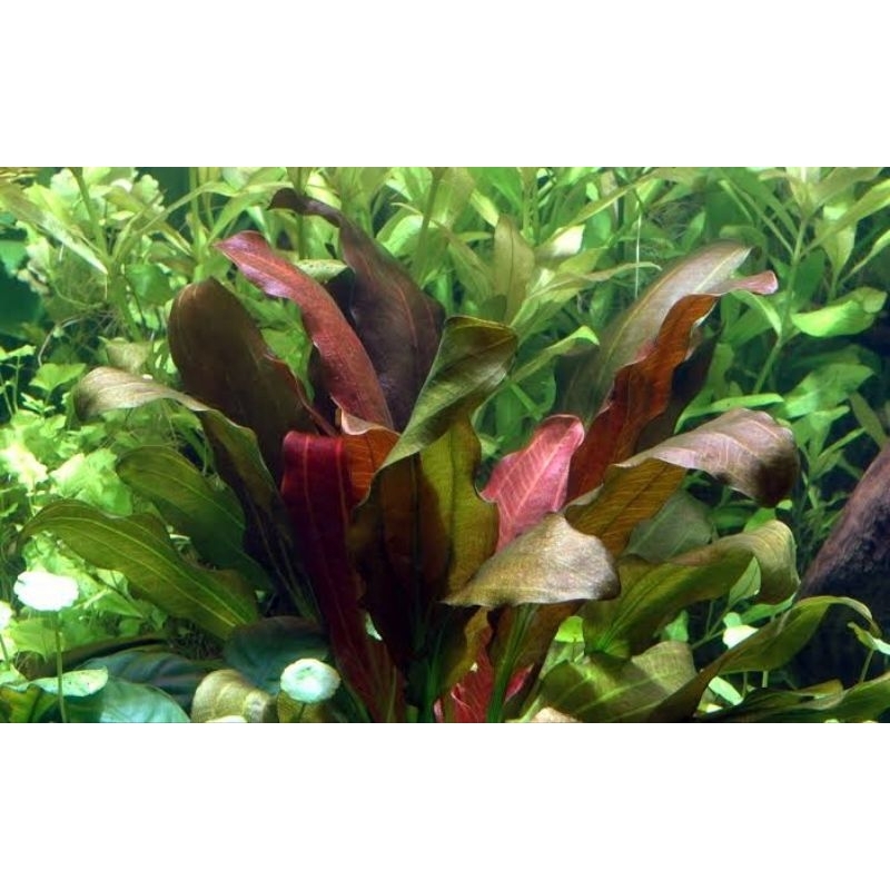Echinodorus Barthii