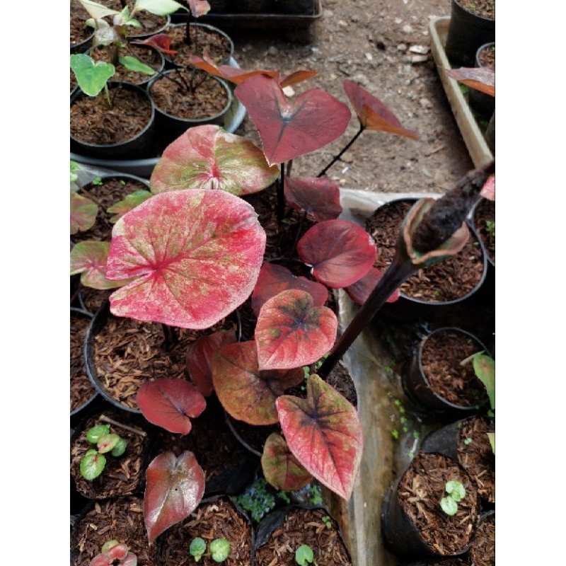 caladium hybrid