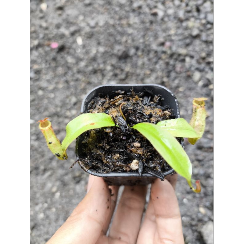 Sekar_Jenaka Kantong Semar Nepenthes Hibrid Smilesi X Northiana Sehat