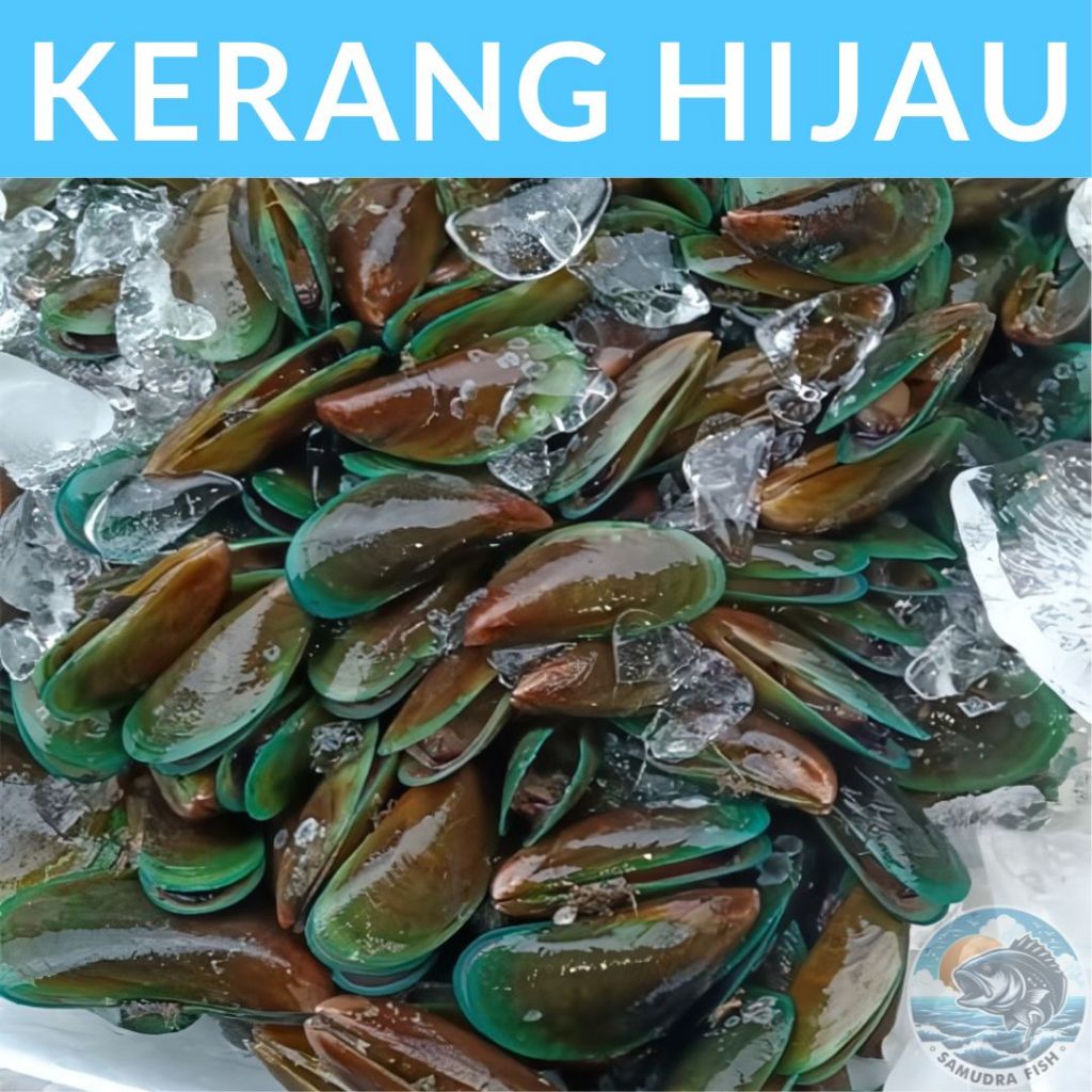 

Kerang Hijau Fresh & Kupas 500gram | Ikan Semarang | Beli Ikan Segar Semarang | Belanja Ikan Semarang