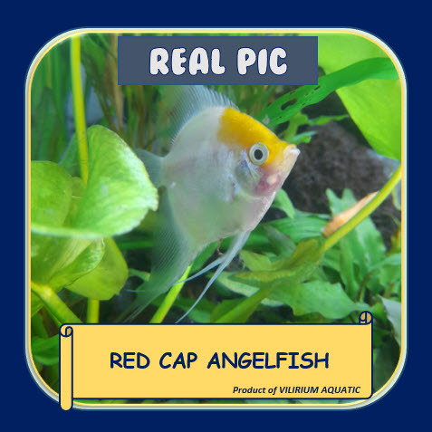 IKAN HIAS AIR TAWAR - ANGELFISH RED CAP / MANFISH RED CAP