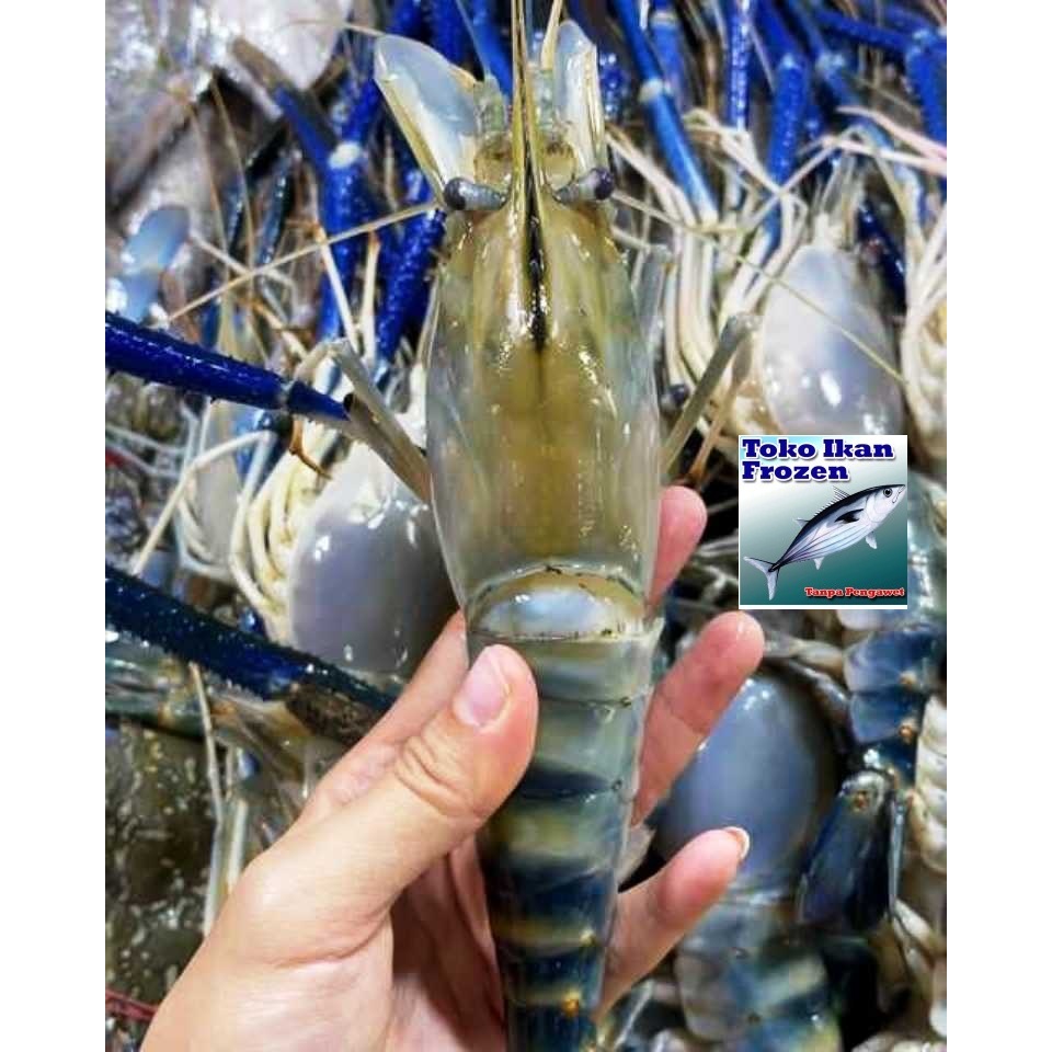

Udang GALAH / Frozen Fresh / 1 kg