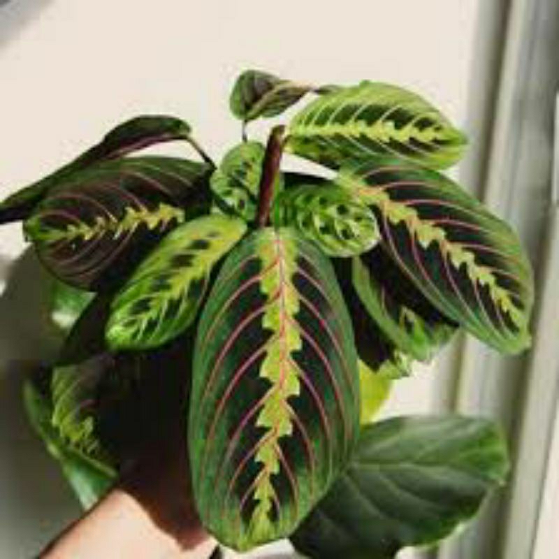 CALATEA KEPITING tanaman hias