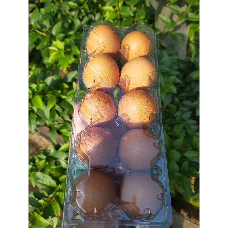 

TelurAyamOmega_By.BerkahFarm