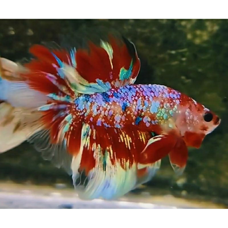 IKAN CUPANG JENIS HM BARONGSAI