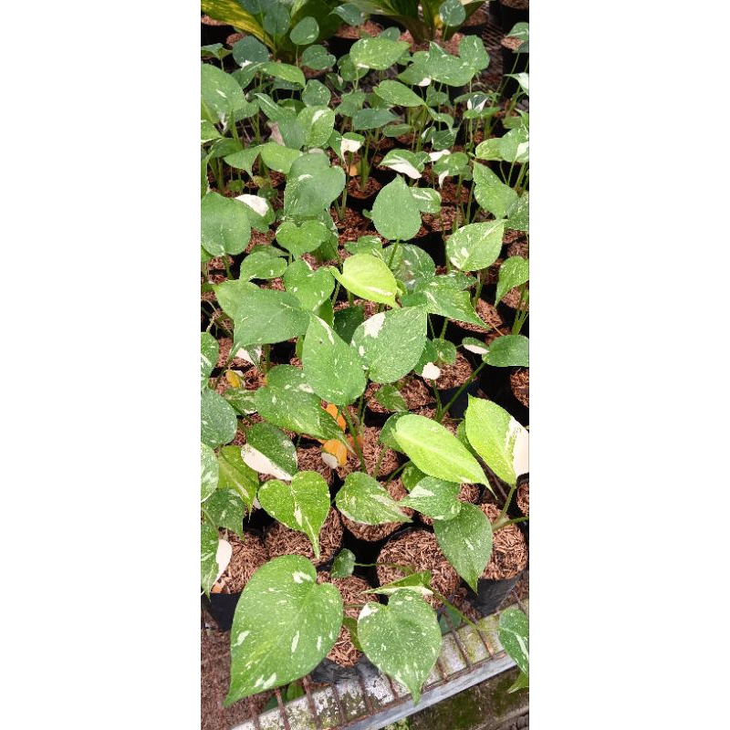 tanaman hias monthai free pot