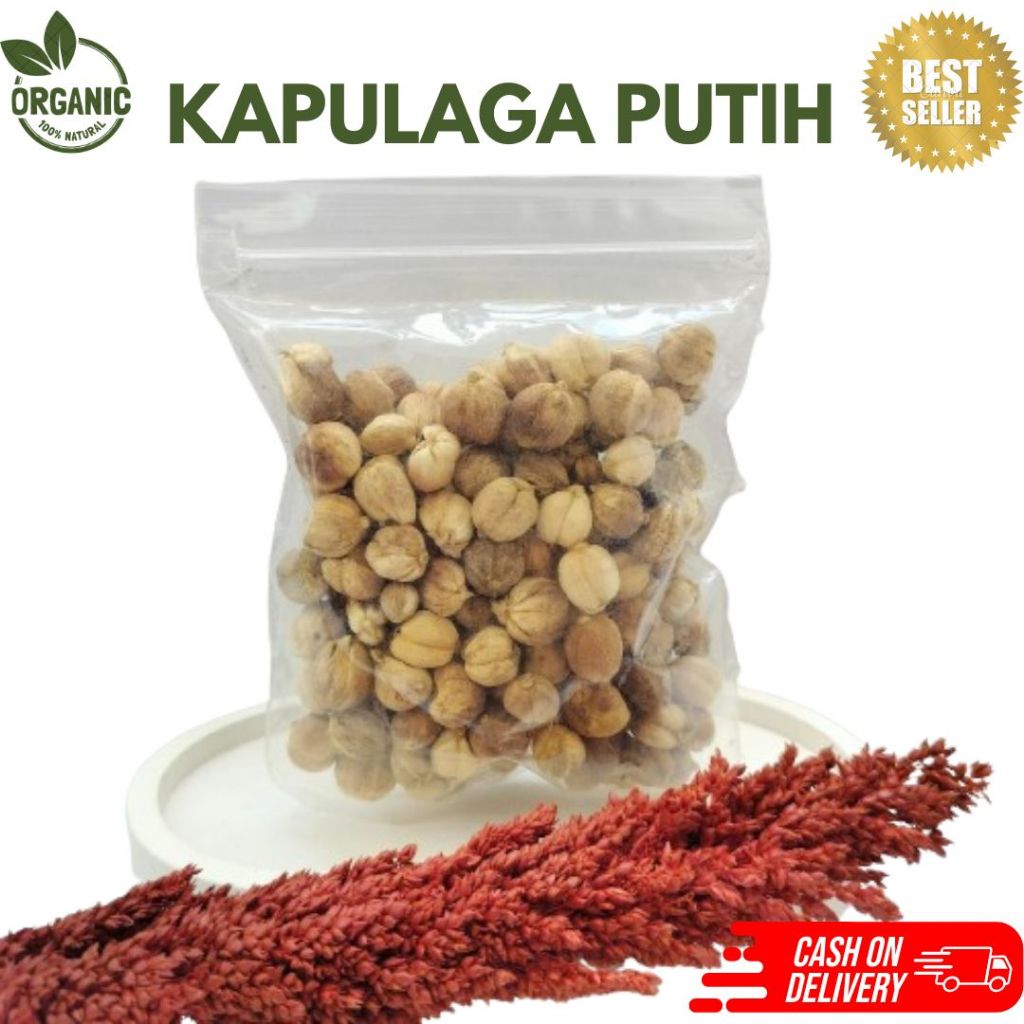 

Kapulaga Putih | Kapulaga Rempah