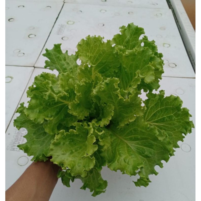 

Selada Batavia - Sayur Hidroponik