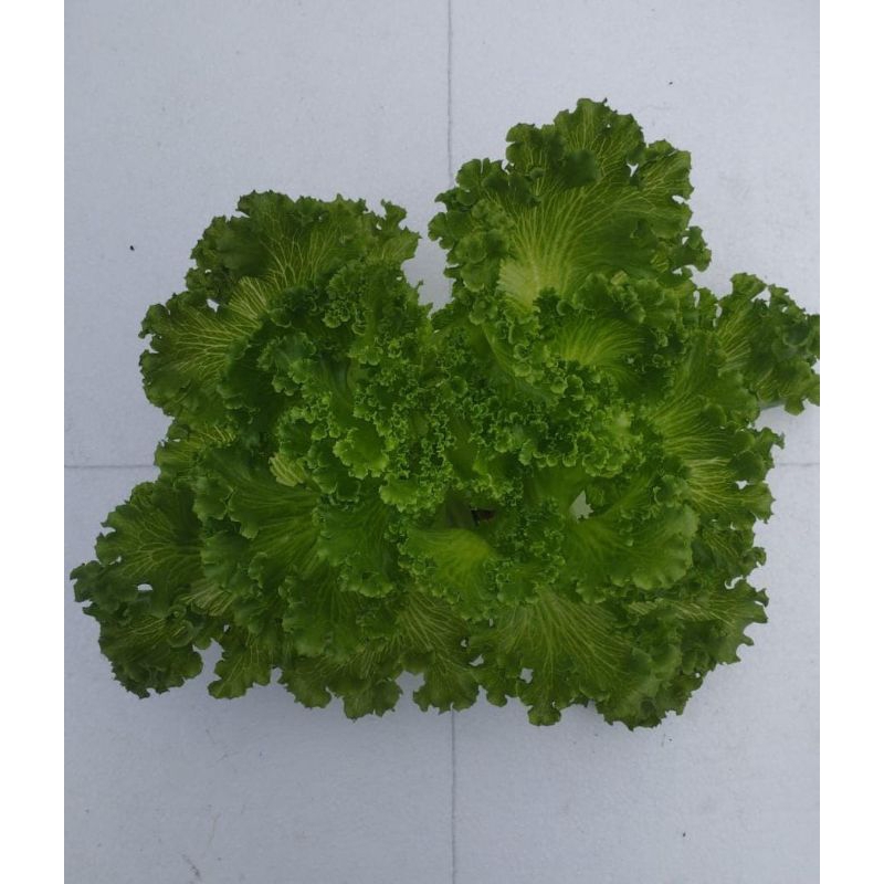 

Selada Crystal Lettuce - Sayur Hidroponik