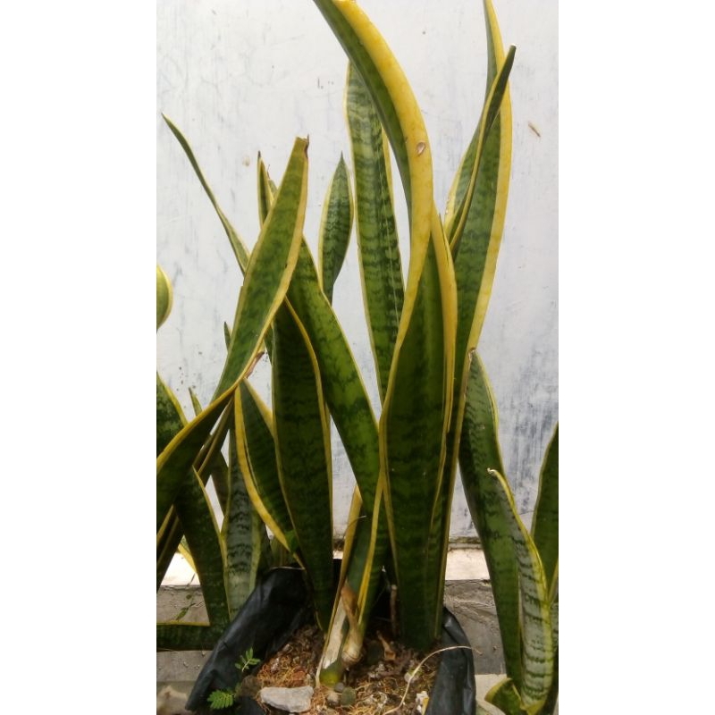 Lidah Mertua/sensivera