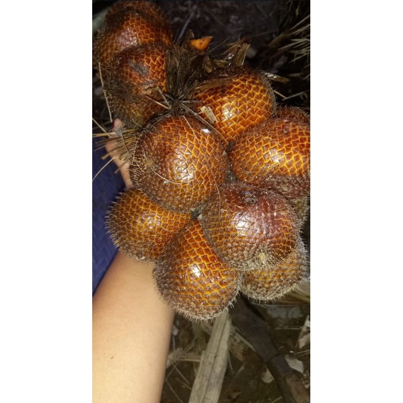 

Salak Pondoh asli super 1kg pilihan