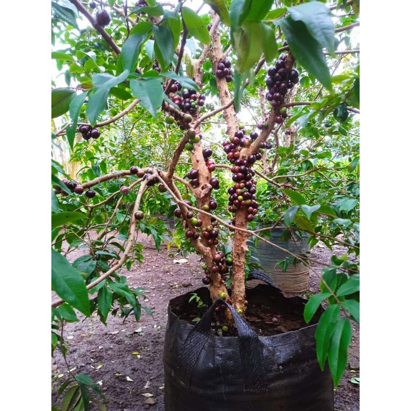 

bibit buah anggur precco