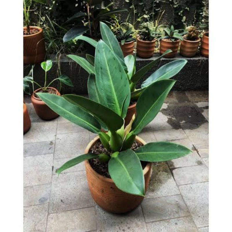 Tanaman Hias Philodendron Katak / Philo Katak / Philodendron Martianum JUMBO