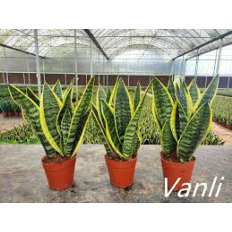 Tanaman Hias Sansevieria / Sansivera Superba Futura Chinese
