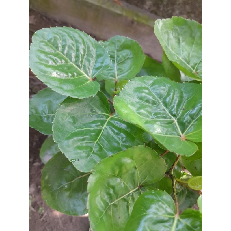 

Daun Mangkokan Segar/ Beli 10 lembar bonus 1 lembar