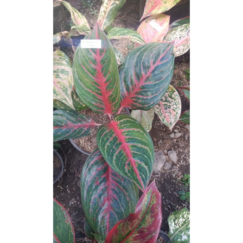 aglonema red borju cantik menor dewasa