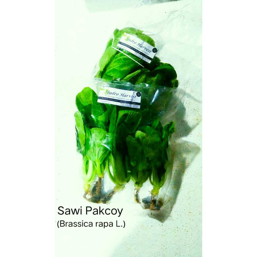 

sawi pakcoy