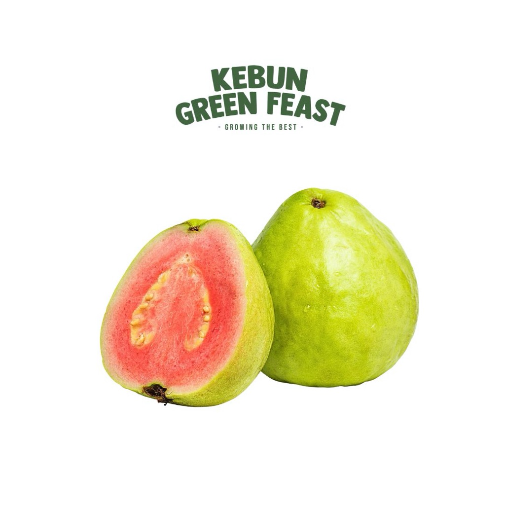

Guava - Jambu Biji - Buah Lokal Segar