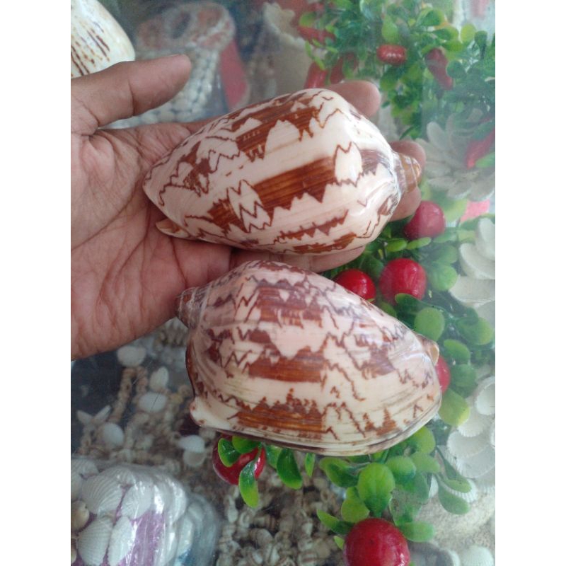 cangkang kelomang/keong kopi/penang jumbo