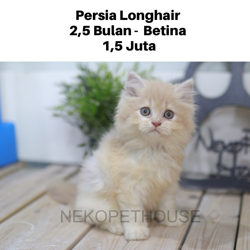Kucing Persia Kitten Anak Kucing Longhair