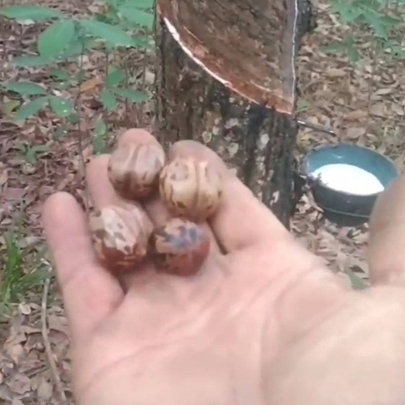 BIJI KARET POLONG MERAH PERKILO bibit karet Malaysia