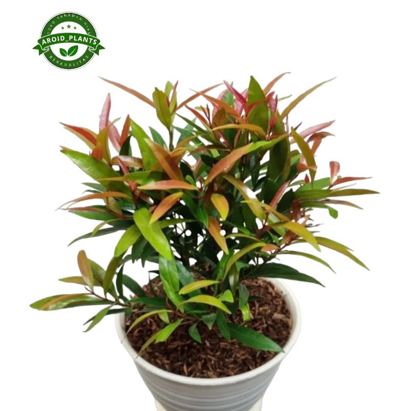 Tanaman Hias Pucuk Merah - Pohon Pucuk Merah Bibit 30 Cm - 40 Cm