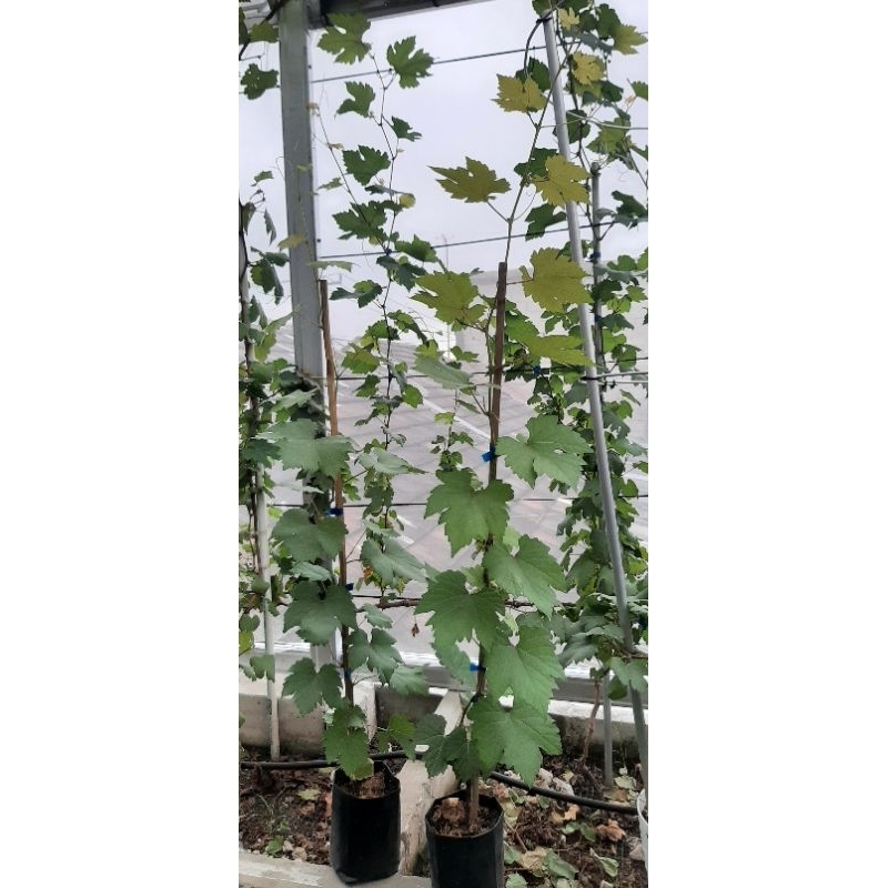 

Bibit pohon anggur CNG 05