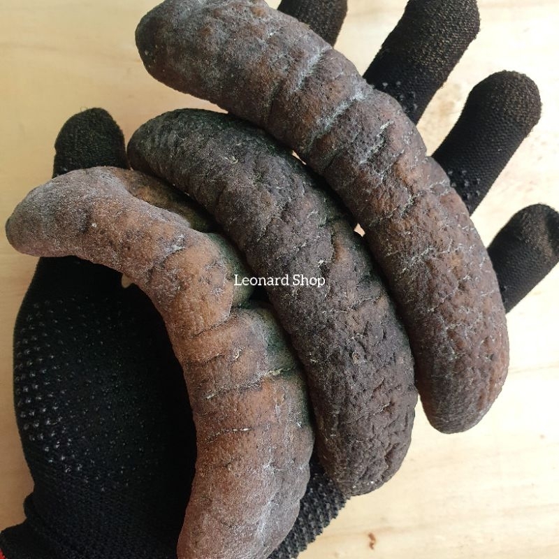 HAISOM GOSOK SULAWESI BESAR SUPER KERING BERKUALITAS TEBAL DAN KENYAL COCOK RESTORAN MAUPUN RUMAHAN 