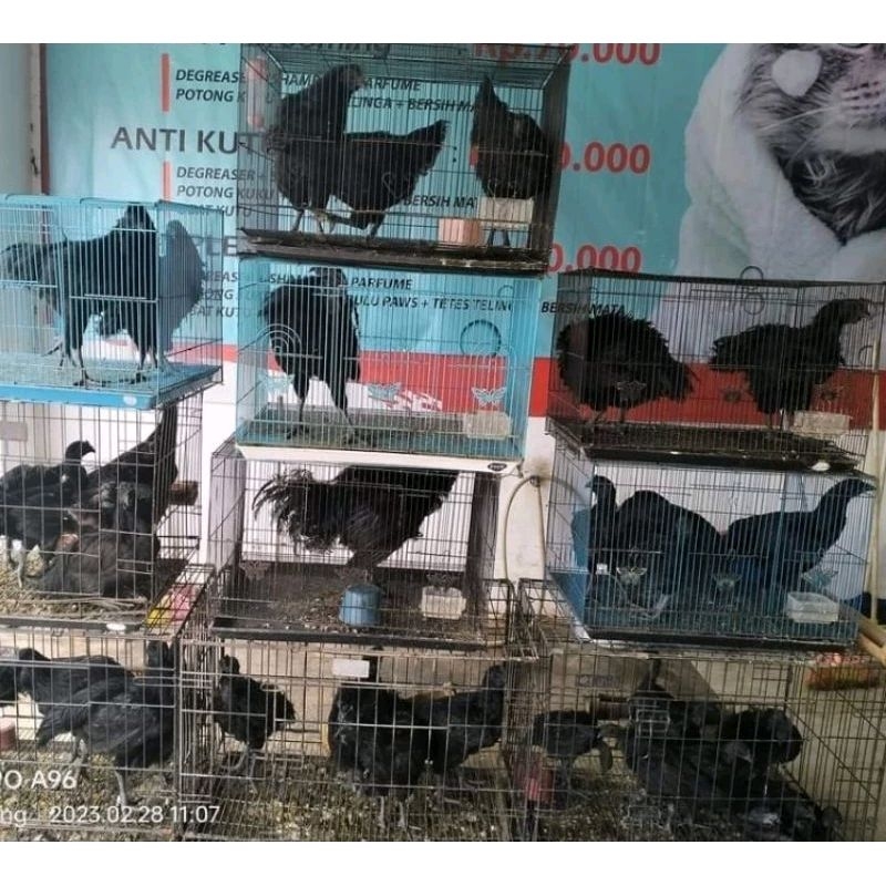 AYAM CEMANI LIDAH HITAM KELABU ABU DEWASA PEJANTAN INDUK INDUKAN REMAJA BESAR