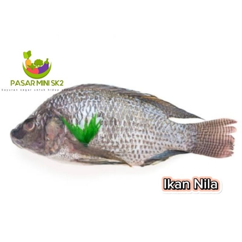 

Ikan nila 1kg