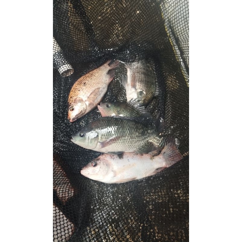 

Ikan Nila Segar 1kg