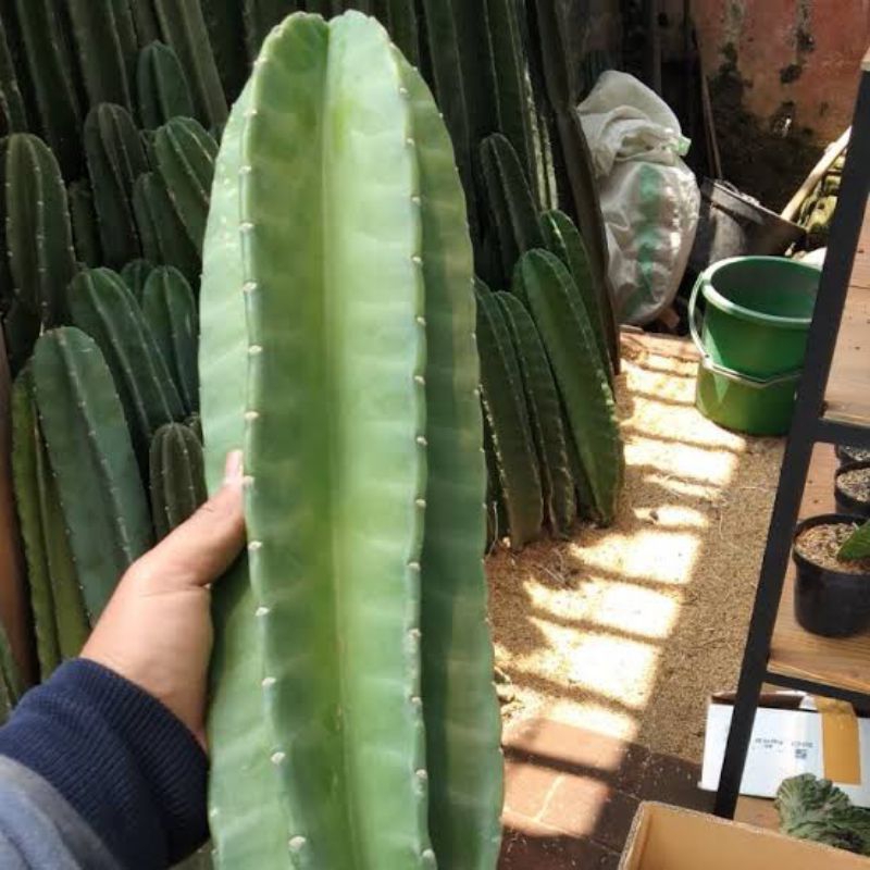 kaktus koboi tanpa duri / kaktus koboi/koboy