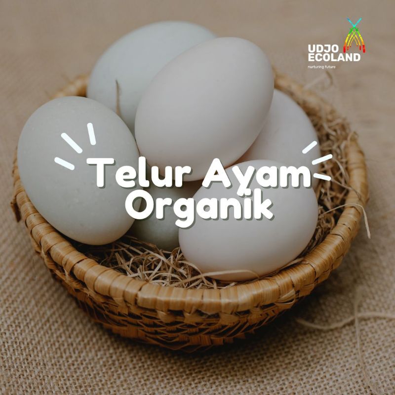 

TELUR AYAM ORGANIK