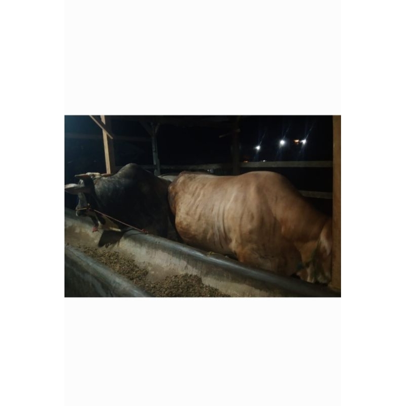 Sapi Limosin BB 1ton