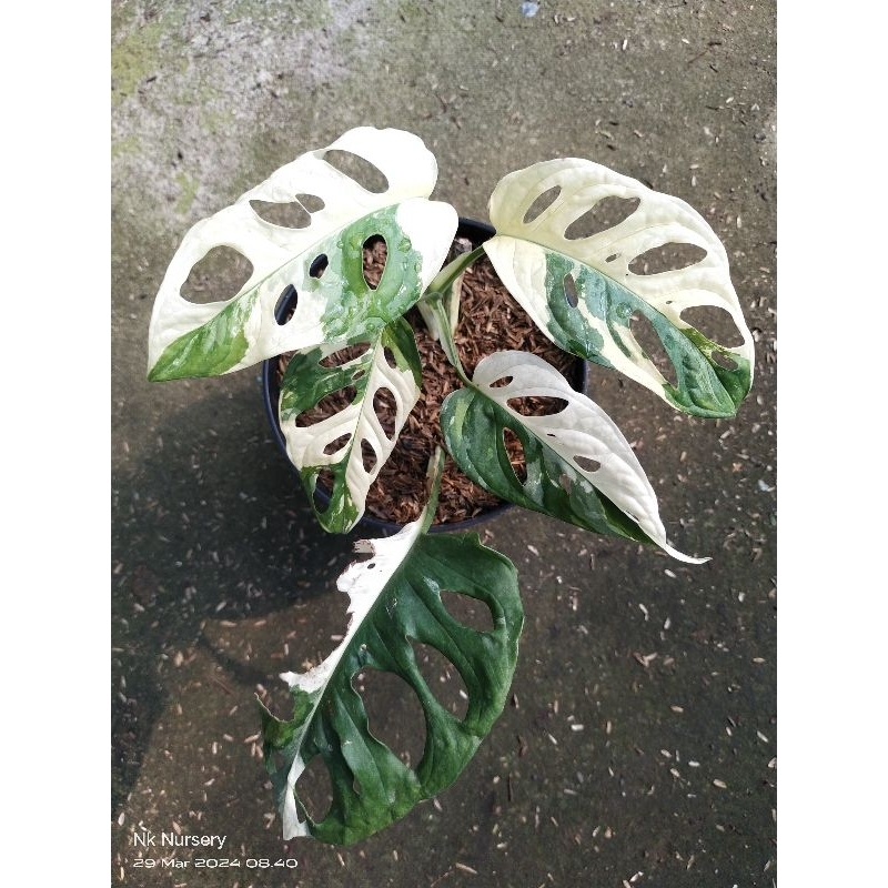 janda bolong varigata