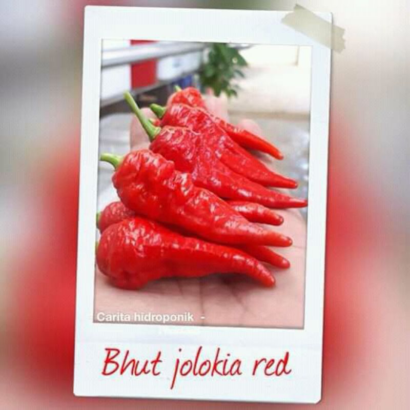 

Jual biji cabe bhut jolokia red (biji)