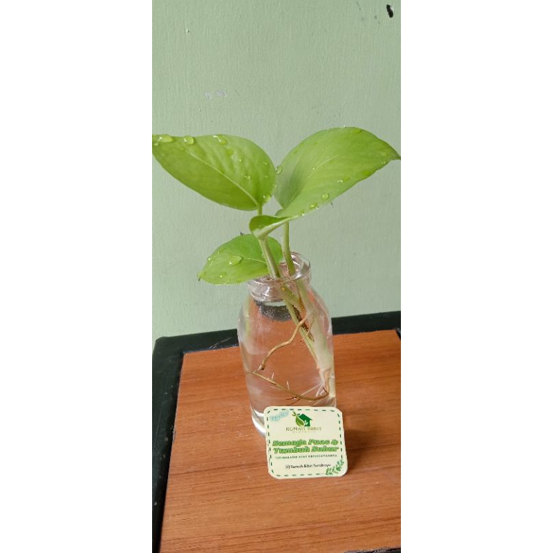 Paket Harmoni ( Tanaman air + pot kaca )
