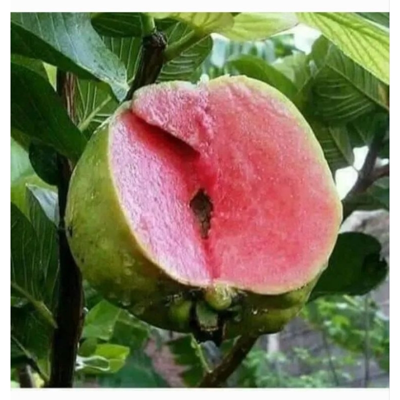 BIBIT JAMBU KRISTAL MERAH TANPA BIJI CANGKOK