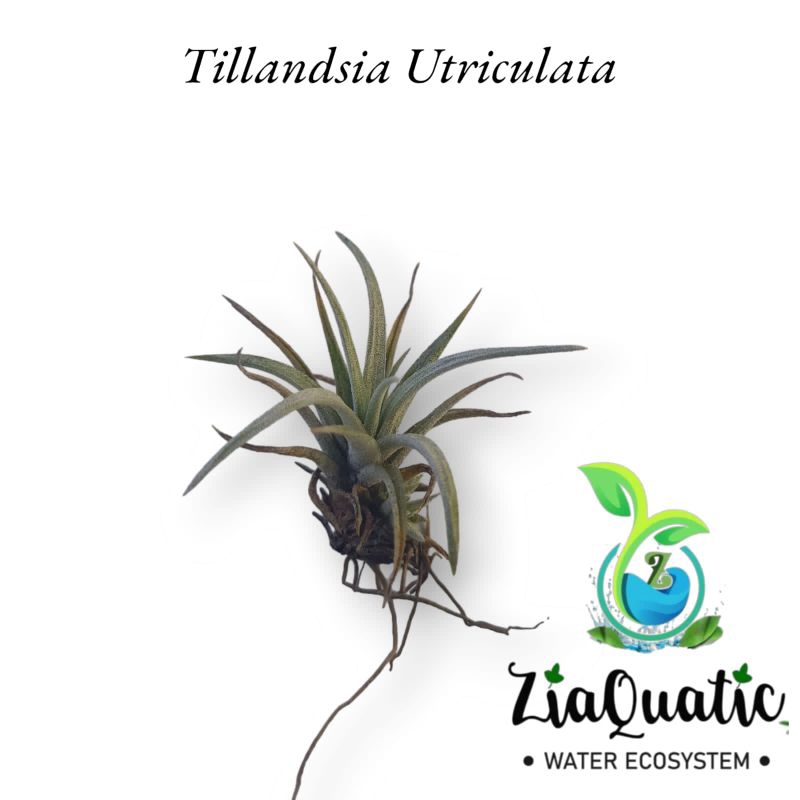 Tillandsia Utriculata - Tanaman Terrarium Paludarium Air Plant
