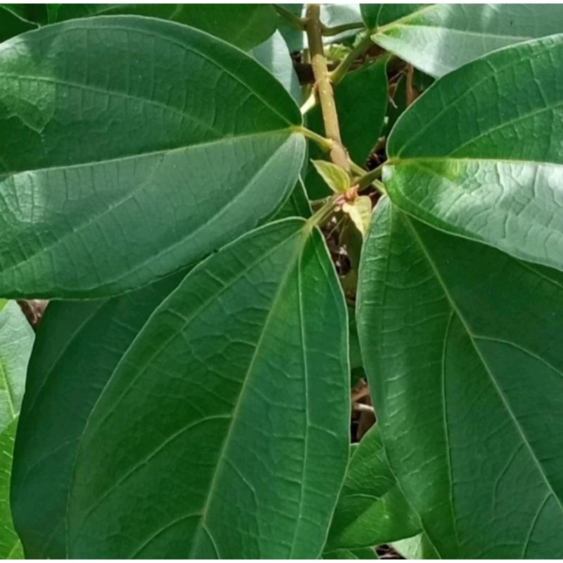

Daun Cincau Hijau Cincau Perdu paket 500 gram