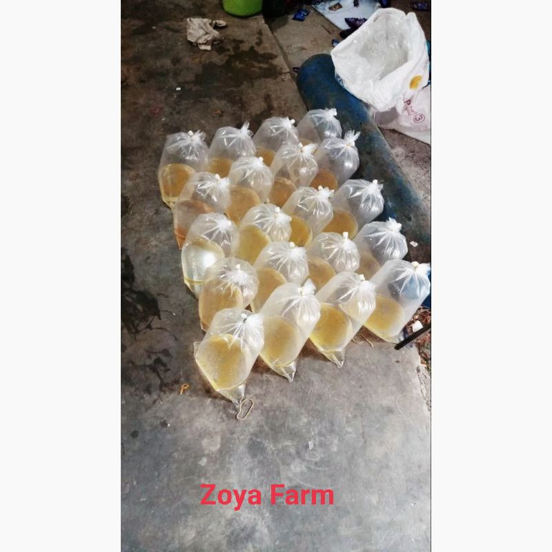 Telur Larva Gurame Soang Paket 500