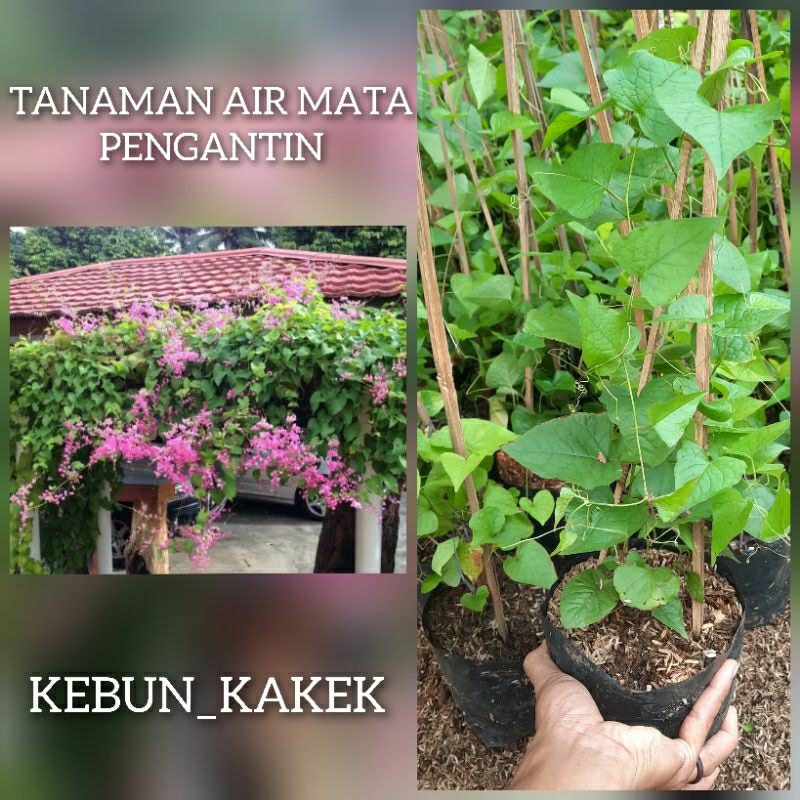 TANAMAN RAMBAT AIR MATA PENGANTIN / TANAMAN RAMBAT HIDUP