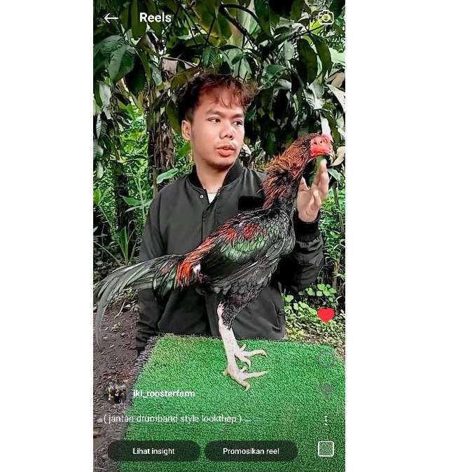 pakhoy lookthep - pakhoy brakot brutal  - ayam bangkok - ayam aseel - ayam plucker - ayam pama - aya